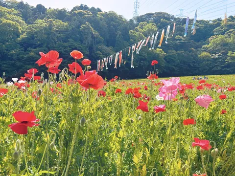 花畑を泳ぐ鯉のぼり