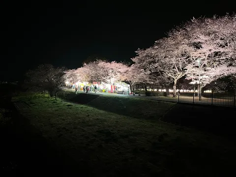 夜桜と屋台の幻想的な競演