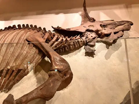 静かな化石の記憶