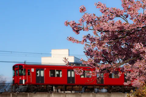 桜咲く線路を行く赤色の電車