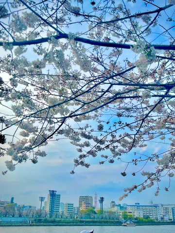 空見上げれば、花とビル