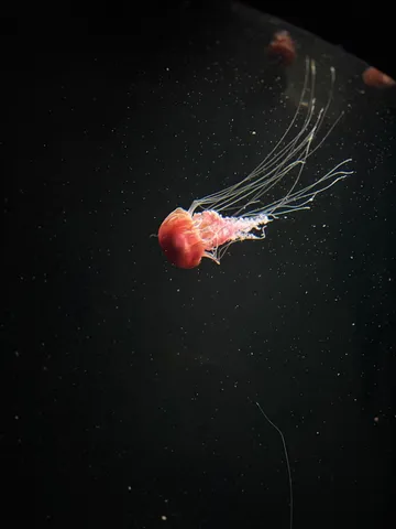 深海に漂う、神秘的なクラゲの光