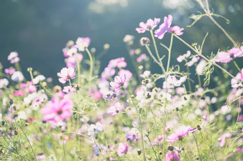 風に揺れる花畑の午後