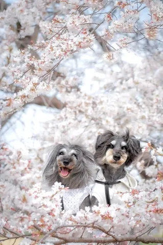 春爛漫、犬と桜の競演