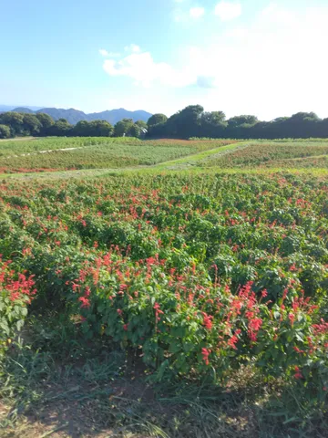 花畑の小道の朝景