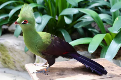 緑の宝石、鮮やかなコントラスト