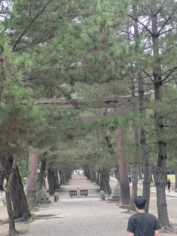 鳥居と松並木の迷宮