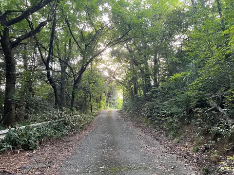 林間の静かな小径