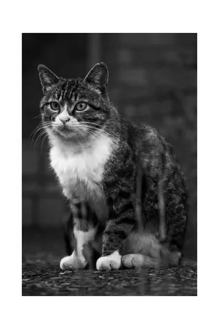 静かに見つめるモノクロの猫