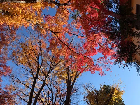 空と紅葉のコントラスト