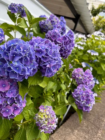 紫陽花のグラデーションに心奪われる