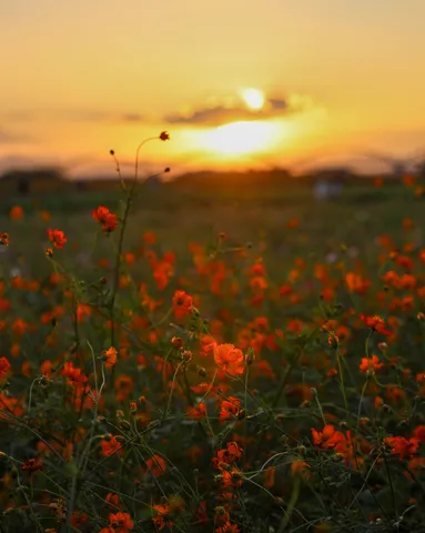 夕焼けに染まるオレンジ色の花畑