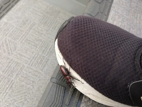 靴の上の小さな旅人