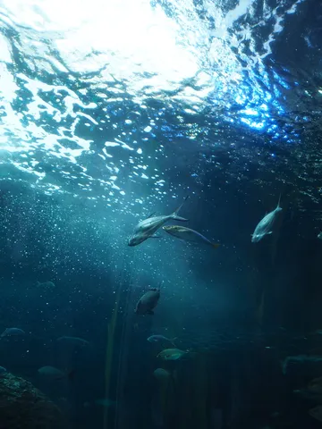 海中の光と群れの静寂