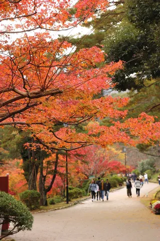 紅葉の枝が導く散歩道