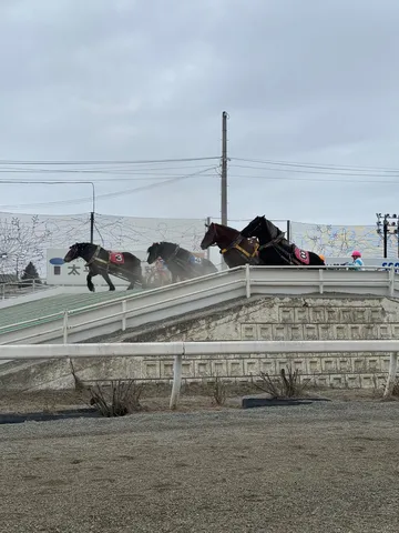 激走！馬たちの疾走感