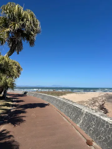 海風とヤシの木、穏やかな午後の散歩道