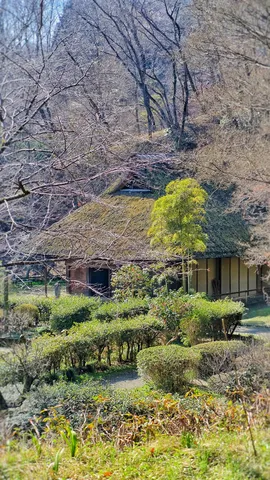 冬の里山 茅葺きの家