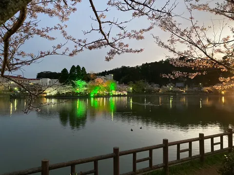 宵闇に浮かぶ桜と灯り