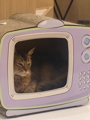 レトロテレビでくつろぐ猫