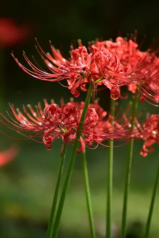 風に揺れる紅の尾花