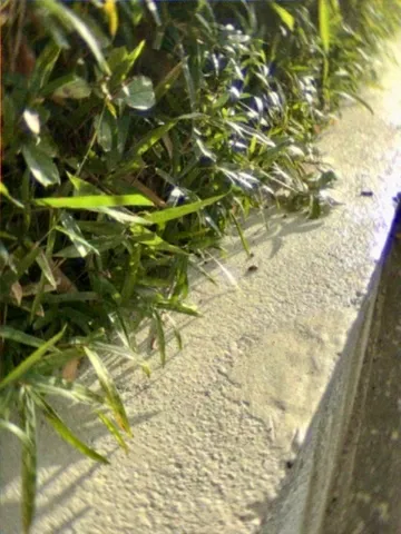 風の境界に揺れる影