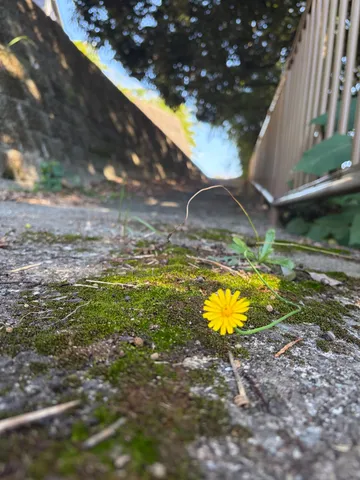 苔と黄花の静かな路