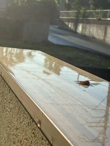 雨上がりの水滴とカタツムリ