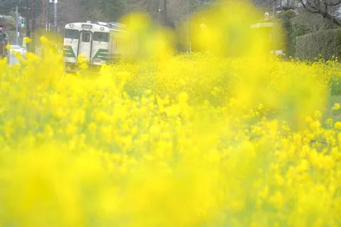 春を運ぶ黄色い絨毯と列車