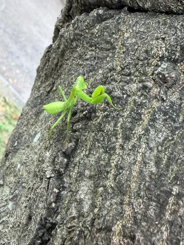 緑の祈り、静かなる時