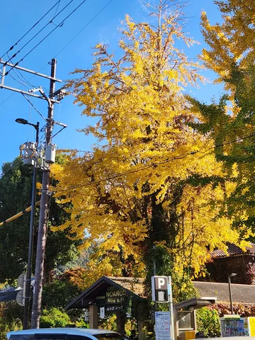 黄金に輝く、電柱と秋の木漏れ日