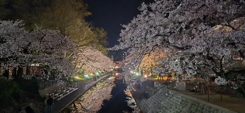夜を彩る桜並木と水鏡