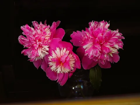 ピンクの花が夜を照らす