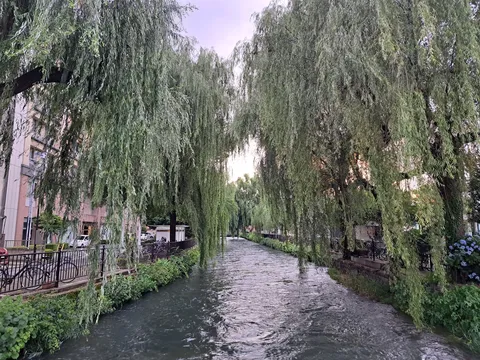 柳並木と運河の風景