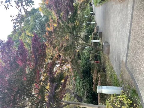 紅葉が彩る公園の道