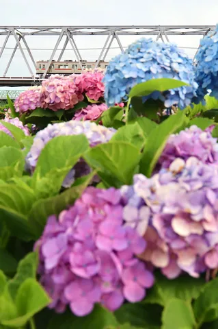 紫陽花と走る電車、初夏の風情
