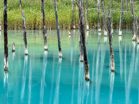 静寂の水面に映る、忘れられた森