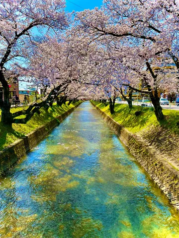 桜並木の光る水路