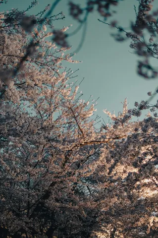 桜の静かな光景