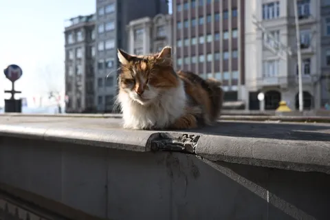都会の片隅、猫の小休止