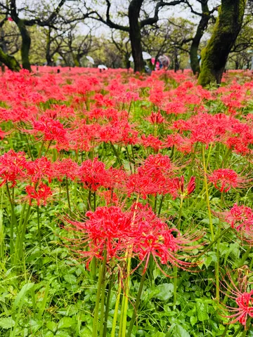 赤い彼岸花の森の一瞬