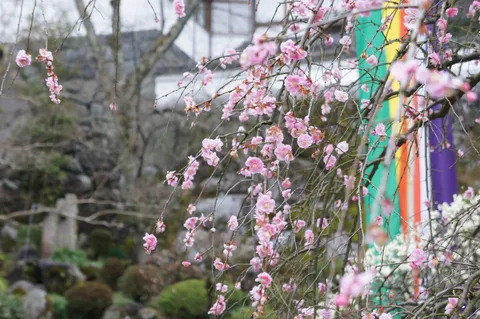 春を告げる淡いピンクの贈り物