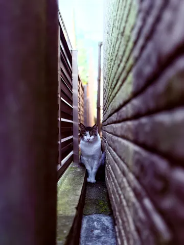 路地裏に佇む白黒猫
