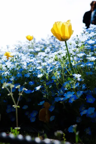 春を彩る青と黄色の花畑