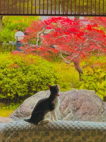 紅葉と猫の静かな視線