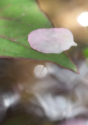 葉っぱと花びらの雫