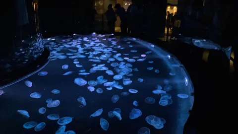 幻想的なクラゲの海