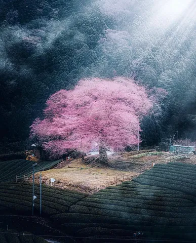 光射す桃色の巨樹