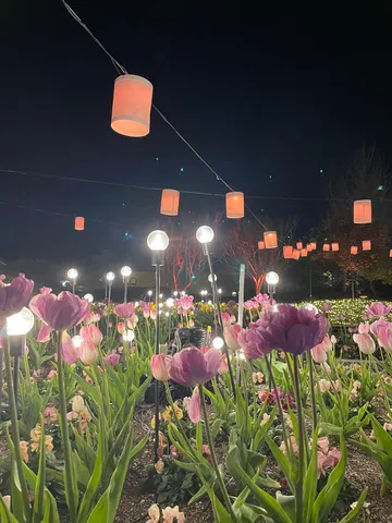 チューリップと光が織りなす夜