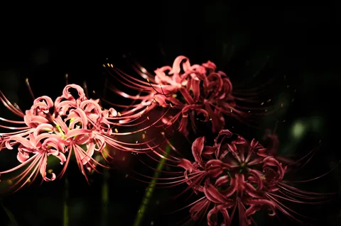 闇夜を染める赤い彼岸花
